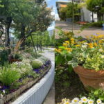 園芸クラブ管理花壇「ハーバーガーデン」が市民花壇コンクールで、初の最優秀賞を受賞！